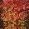 Orange Flame Japanese Maple - 5 Gallon Pot 1 Orange Flame Japanese Maple - 5 Gallon Pot -Outlet Drip Mingle Store Japanese Maple Orange Flame 10 2