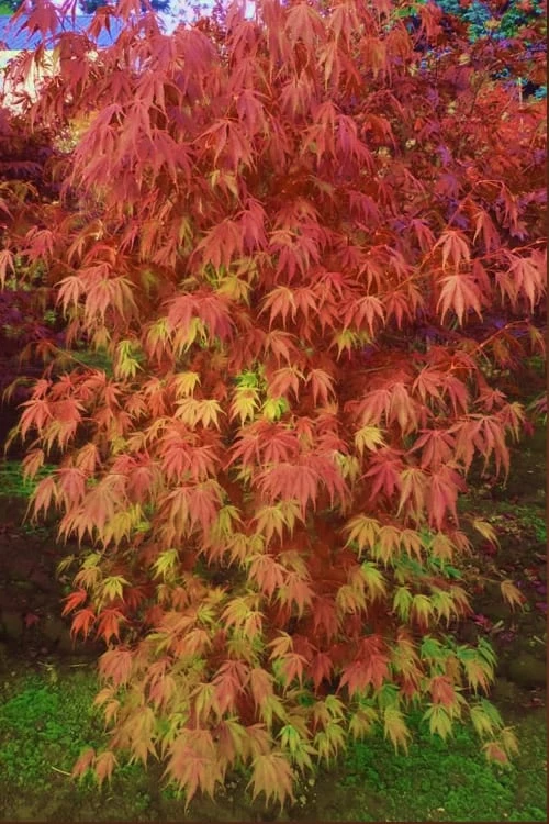Orange Flame Japanese Maple - 5 Gallon Pot 3 Orange Flame Japanese Maple - 5 Gallon Pot