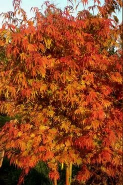 Orange Flame Japanese Maple - 5 Gallon Pot 11 Orange Flame Japanese Maple - 5 Gallon Pot -Outlet Drip Mingle Store Japanese Maple Orange Flame 12 2