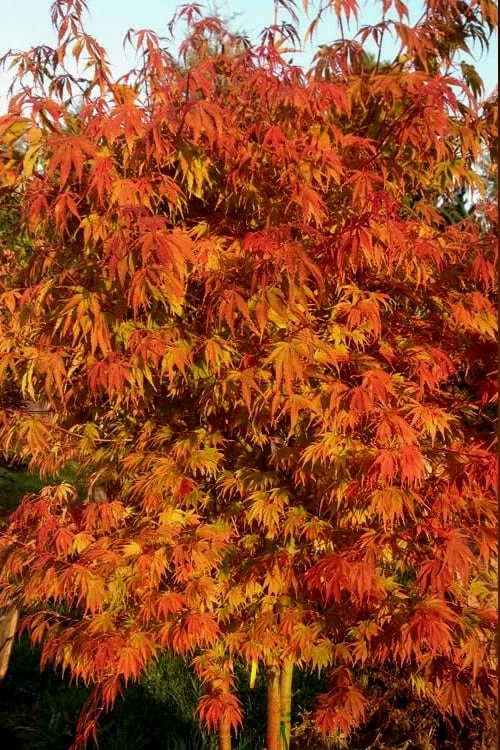 Orange Flame Japanese Maple - 5 Gallon Pot 6 Orange Flame Japanese Maple - 5 Gallon Pot - Image 4