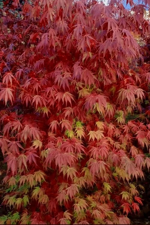 Orange Flame Japanese Maple - 5 Gallon Pot 7 Orange Flame Japanese Maple - 5 Gallon Pot - Image 5