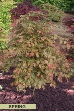 Orange Flame Japanese Maple - 5 Gallon Pot 13 Orange Flame Japanese Maple - 5 Gallon Pot -Outlet Drip Mingle Store Japanese Maple Orange Flame Spring Color 2