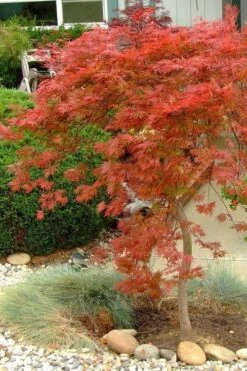 Orangeola Weeping Japanese Maple - 3 Gallon Pot (2-3') -Outlet Drip Mingle Store Japanese Maple Orangeola 1 1