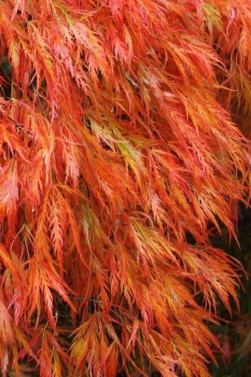 Orangeola Weeping Japanese Maple - 1 Gallon Pot (High Grafted Tree Form) 3 Orangeola Weeping Japanese Maple - 1 Gallon Pot (High Grafted Tree Form)