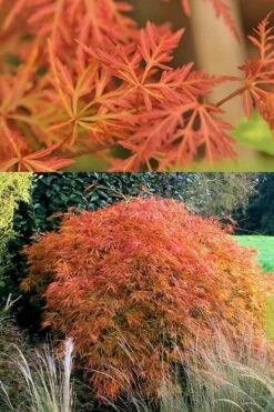 Orangeola Weeping Japanese Maple - 5 Gallon Pot -Outlet Drip Mingle Store Japanese Maple Orangeola 3 3