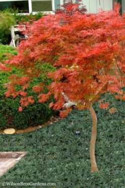 Orangeola Weeping Japanese Maple - 1 Gallon Pot (High Grafted Tree Form) 9 Orangeola Weeping Japanese Maple - 1 Gallon Pot (High Grafted Tree Form) -Outlet Drip Mingle Store Japanese Maple Orangeola High Branch 1