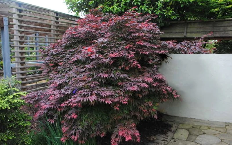 Oregon Sunset Japanese Maple (Acer Palmatum) - 2 Gallon Pot 8 Oregon Sunset Japanese Maple (Acer Palmatum) - 2 Gallon Pot - Image 6
