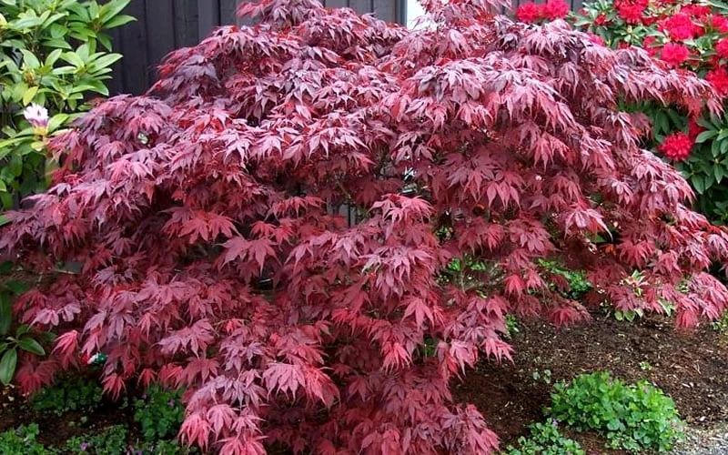 Oregon Sunset Japanese Maple (Acer Palmatum) - 2 Gallon Pot 6 Oregon Sunset Japanese Maple (Acer Palmatum) - 2 Gallon Pot - Image 4