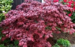 Oregon Sunset Japanese Maple - Acer Palmatum - 5 Gallon Pot -Outlet Drip Mingle Store Japanese Maple Oregon Sunset 4