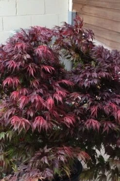 Oregon Sunset Japanese Maple - Acer Palmatum - 1 Gallon Pot -Outlet Drip Mingle Store Japanese Maple Oregon Sunset 5 3