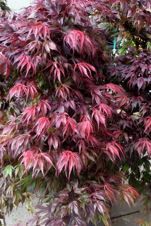 Oregon Sunset Japanese Maple (Acer Palmatum) - 2 Gallon Pot 3 Oregon Sunset Japanese Maple (Acer Palmatum) - 2 Gallon Pot