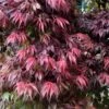 Oregon Sunset Japanese Maple (Acer Palmatum) - 3 Gallon Pot -Outlet Drip Mingle Store Japanese Maple Oregon Sunset 7 2