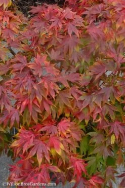 Oregon Sunset Japanese Maple (Acer Palmatum) - 2 Gallon Pot 13 Oregon Sunset Japanese Maple (Acer Palmatum) - 2 Gallon Pot -Outlet Drip Mingle Store Japanese Maple Oregon Sunset 9 1