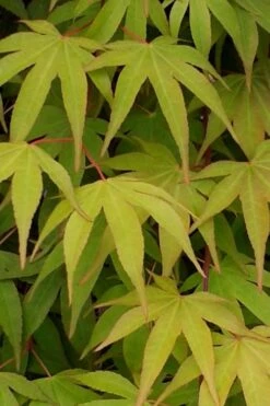 Osakazuki Japanese Maple - 2 Gallon Pot -Outlet Drip Mingle Store Japanese Maple Osakazuki 5 2