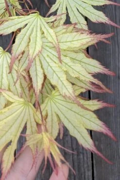 Peaches And Cream Japanese Maple - 5 Gallon Pot -Outlet Drip Mingle Store Japanese Maple Peaches And Cream 1 3