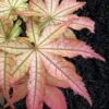 Peaches And Cream Japanese Maple - 2 Gallon Pot -Outlet Drip Mingle Store Japanese Maple Peaches And Cream 6