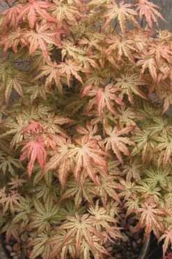 Peaches And Cream Japanese Maple - 3 Gallon Pot -Outlet Drip Mingle Store Japanese Maple Peaches And Cream 8 2