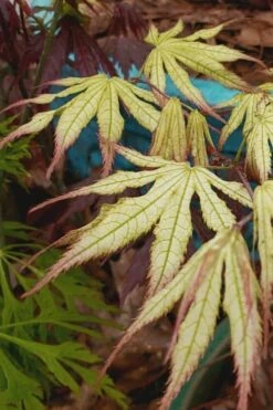 Peaches And Cream Japanese Maple - 5 Gallon Pot -Outlet Drip Mingle Store Japanese Maple Peaches And Cream 9 3