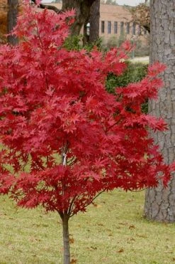 Pixie Dwarf Red Japanese Maple - 3 Gallon Pot 13 Pixie Dwarf Red Japanese Maple - 3 Gallon Pot -Outlet Drip Mingle Store Japanese Maple Pixie Dwarf 10 3