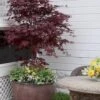 Pixie Dwarf Red Japanese Maple - 3 Gallon Pot 1 Pixie Dwarf Red Japanese Maple - 3 Gallon Pot -Outlet Drip Mingle Store Japanese Maple Pixie Dwarf 5 3