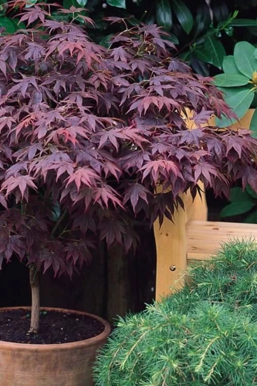 Pixie Dwarf Red Japanese Maple - 5 Gallon Pot 7 Pixie Dwarf Red Japanese Maple - 5 Gallon Pot - Image 5