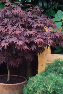 Pixie Dwarf Red Japanese Maple - 2 Gallon Pot -Outlet Drip Mingle Store Japanese Maple Pixie Dwarf 6