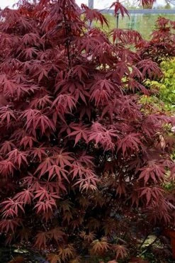 Pixie Dwarf Red Japanese Maple - 5 Gallon Pot 11 Pixie Dwarf Red Japanese Maple - 5 Gallon Pot -Outlet Drip Mingle Store Japanese Maple Pixie Dwarf 9 1