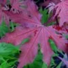 Purple Ghost Japanese Maple - 5 Gallon Pot 2 Purple Ghost Japanese Maple - 5 Gallon Pot -Outlet Drip Mingle Store Japanese Maple Purple Ghost 1