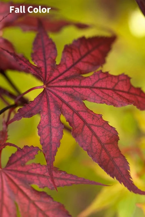 Purple Ghost Japanese Maple - 1 Gallon Pot 6 Purple Ghost Japanese Maple - 1 Gallon Pot - Image 4