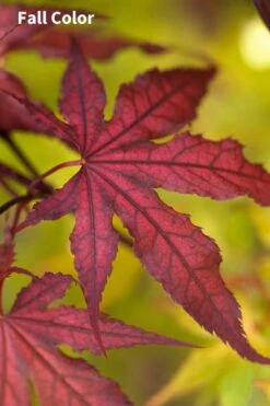 Purple Ghost Japanese Maple - 5 Gallon Pot -Outlet Drip Mingle Store Japanese Maple Purple Ghost 3