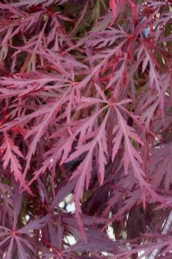 Red Dragon Dwarf Japanese Maple - 2 Gallon Pot -Outlet Drip Mingle Store Japanese Maple Red Dragon 11 2