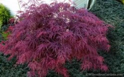 Red Dragon Dwarf Japanese Maple - 5 Gallon Pot -Outlet Drip Mingle Store Japanese Maple Red Dragon 21