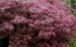 Red Dragon Dwarf Japanese Maple - 1 Gallon Pot -Outlet Drip Mingle Store Japanese Maple Red Dragon 3 3