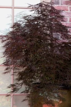 Red Select Laceleaf Japanese Maple - 3 Gallon Pot 13 Red Select Laceleaf Japanese Maple - 3 Gallon Pot -Outlet Drip Mingle Store Japanese Maple Red Select 2