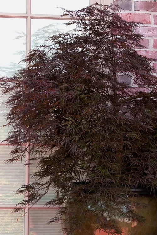 Red Select Laceleaf Japanese Maple - 3 Gallon Pot 8 Red Select Laceleaf Japanese Maple - 3 Gallon Pot - Image 6