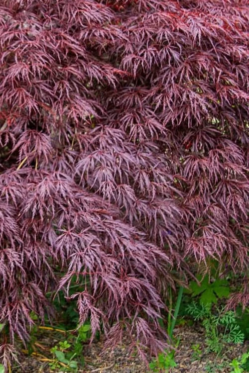 Red Select Laceleaf Japanese Maple - 1 Gallon Pot 3 Red Select Laceleaf Japanese Maple - 1 Gallon Pot