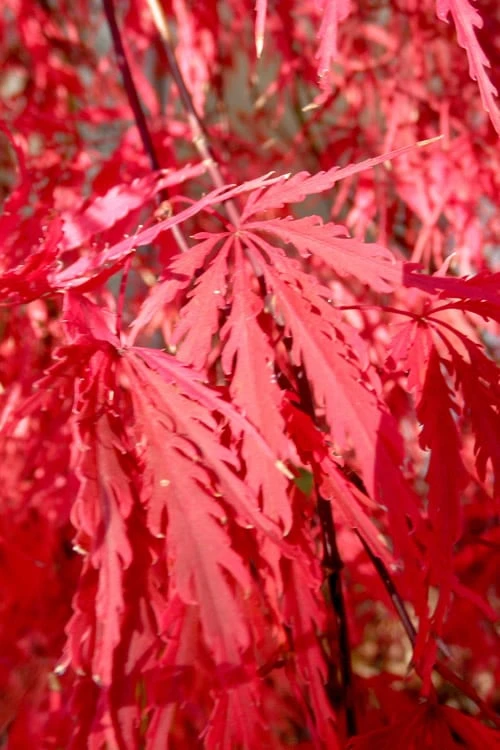 Red Select Laceleaf Japanese Maple - 1 Gallon Pot 6 Red Select Laceleaf Japanese Maple - 1 Gallon Pot - Image 4