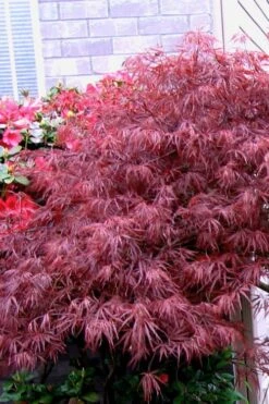 Red Select Laceleaf Japanese Maple - 1 Gallon Pot 12 Red Select Laceleaf Japanese Maple - 1 Gallon Pot -Outlet Drip Mingle Store Japanese Maple Red Select 5 1