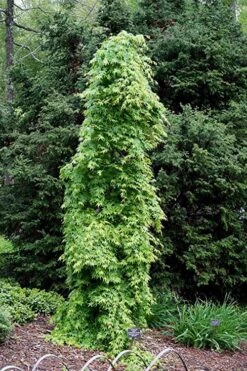 Ryusen Weeping Japanese Maple - 1 Gallon Pot 16 Ryusen Weeping Japanese Maple - 1 Gallon Pot -Outlet Drip Mingle Store Japanese Maple Ryusen 1