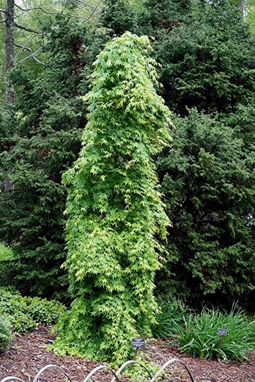 Ryusen Weeping Japanese Maple - 1 Gallon Pot 9 Ryusen Weeping Japanese Maple - 1 Gallon Pot - Image 7