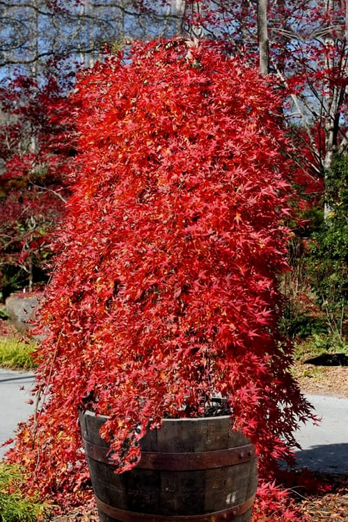 Ryusen Weeping Japanese Maple - 1 Gallon Pot 3 Ryusen Weeping Japanese Maple - 1 Gallon Pot