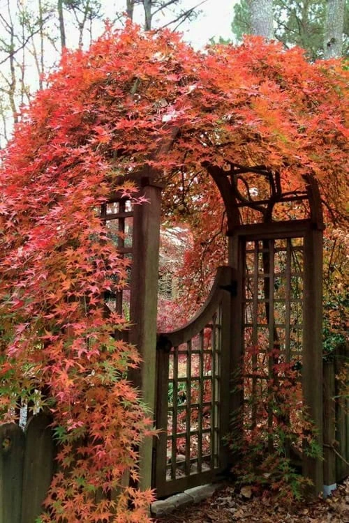 Ryusen Weeping Japanese Maple - 1 Gallon Pot 6 Ryusen Weeping Japanese Maple - 1 Gallon Pot - Image 4