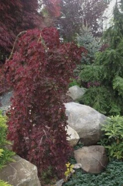 Ryusen Weeping Japanese Maple - 3 Gallon Pot -Outlet Drip Mingle Store Japanese Maple Ryusen 5 1