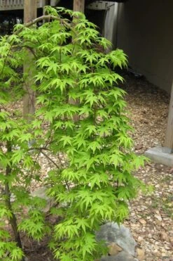 Ryusen Weeping Japanese Maple - 5 Gallon Pot -Outlet Drip Mingle Store Japanese Maple Ryusen 6 2