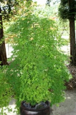 Ryusen Weeping Japanese Maple - 3 Gallon Pot -Outlet Drip Mingle Store Japanese Maple Ryusen 8 1
