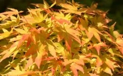 Sango Kaku Coral Bark Japanese Maple - 5 Gallon Pot -Outlet Drip Mingle Store Japanese Maple Sango Kaku 22