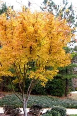 Sango Kaku Coral Bark Japanese Maple - 3 Gallon Pot (7-8') -Outlet Drip Mingle Store Japanese Maple Sango Kaku 31 3