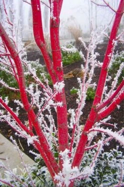 Sango Kaku Coral Bark Japanese Maple - 3 Gallon Pot (7-8') -Outlet Drip Mingle Store Japanese Maple Sango Kaku Coral Bark 500x750 4