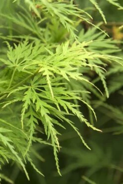 Seiryu Japanese Maple - 2 Gallon Pot -Outlet Drip Mingle Store Japanese Maple Seiryu 22