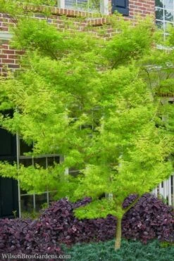 Seiryu Japanese Maple - 5 Gallon Pot 15 Seiryu Japanese Maple - 5 Gallon Pot -Outlet Drip Mingle Store Japanese Maple Seiryu 23 2